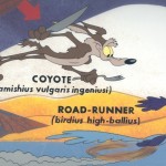 Road runner