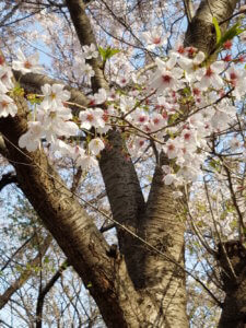 Cherry blossoms, Jinhae Korea