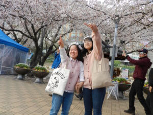 Cherry blossom festival, Jinhae Korea