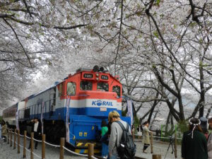 Train in Jinhae cherry blossom festival