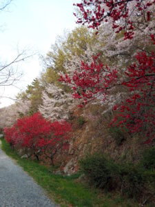 Jinhae, Korea cherry blossoms