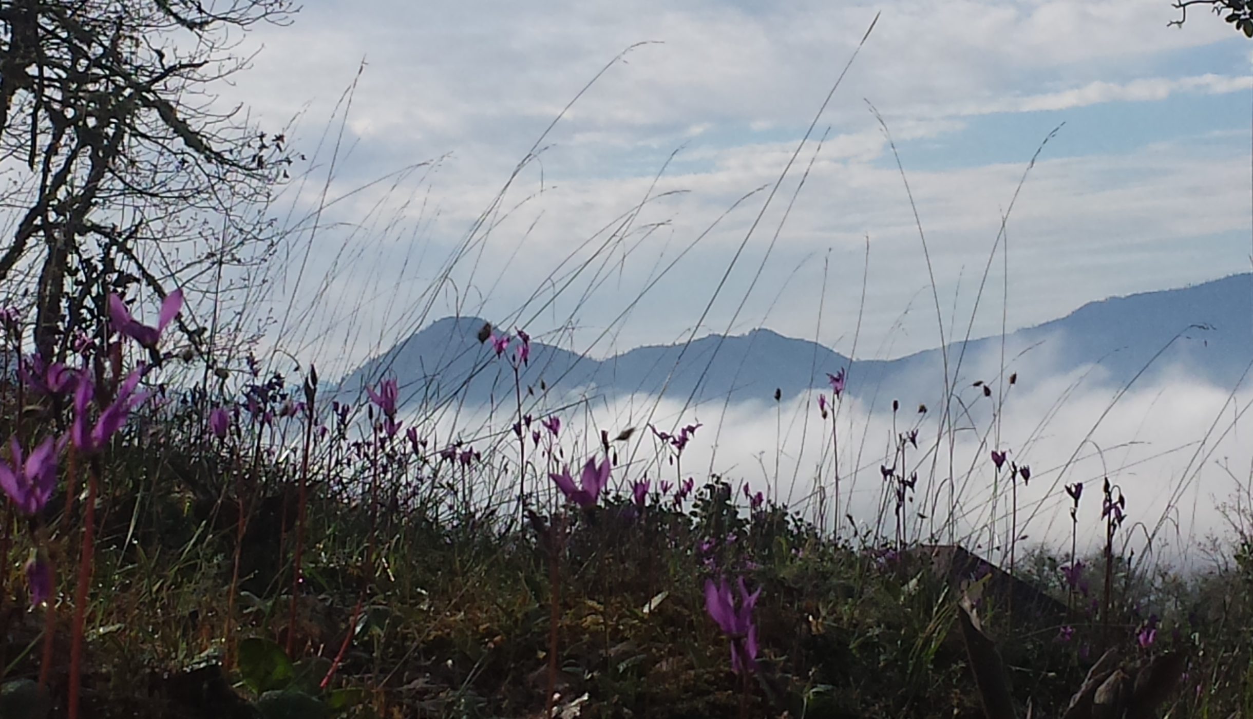 Spring Flowers on Dollar Mountain