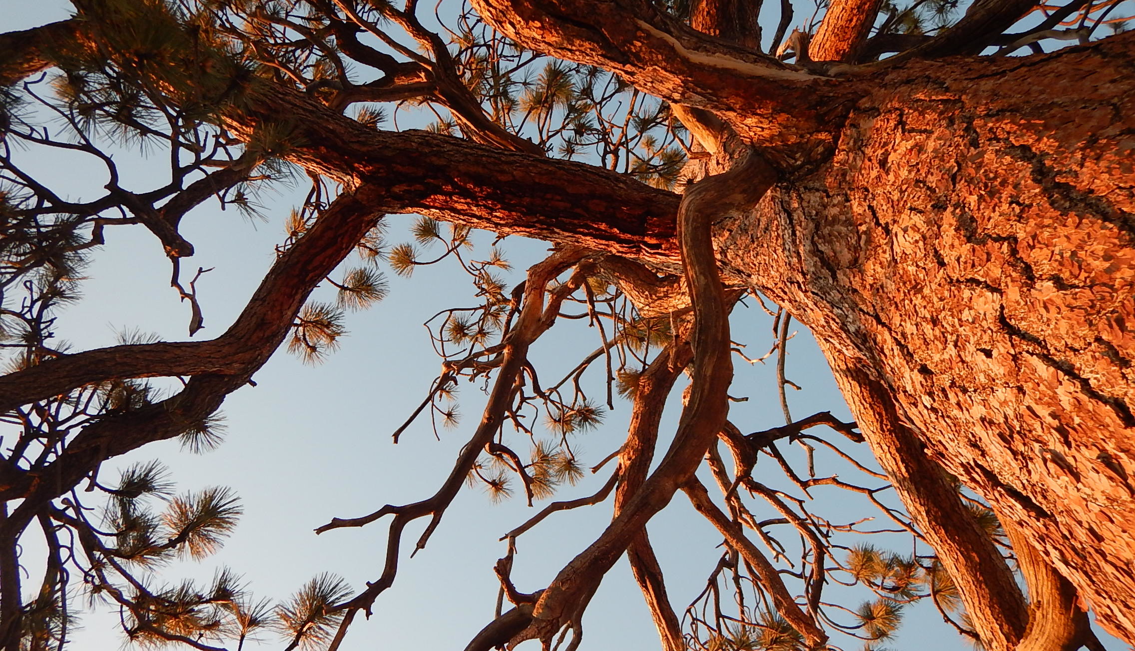 Yosemite tree