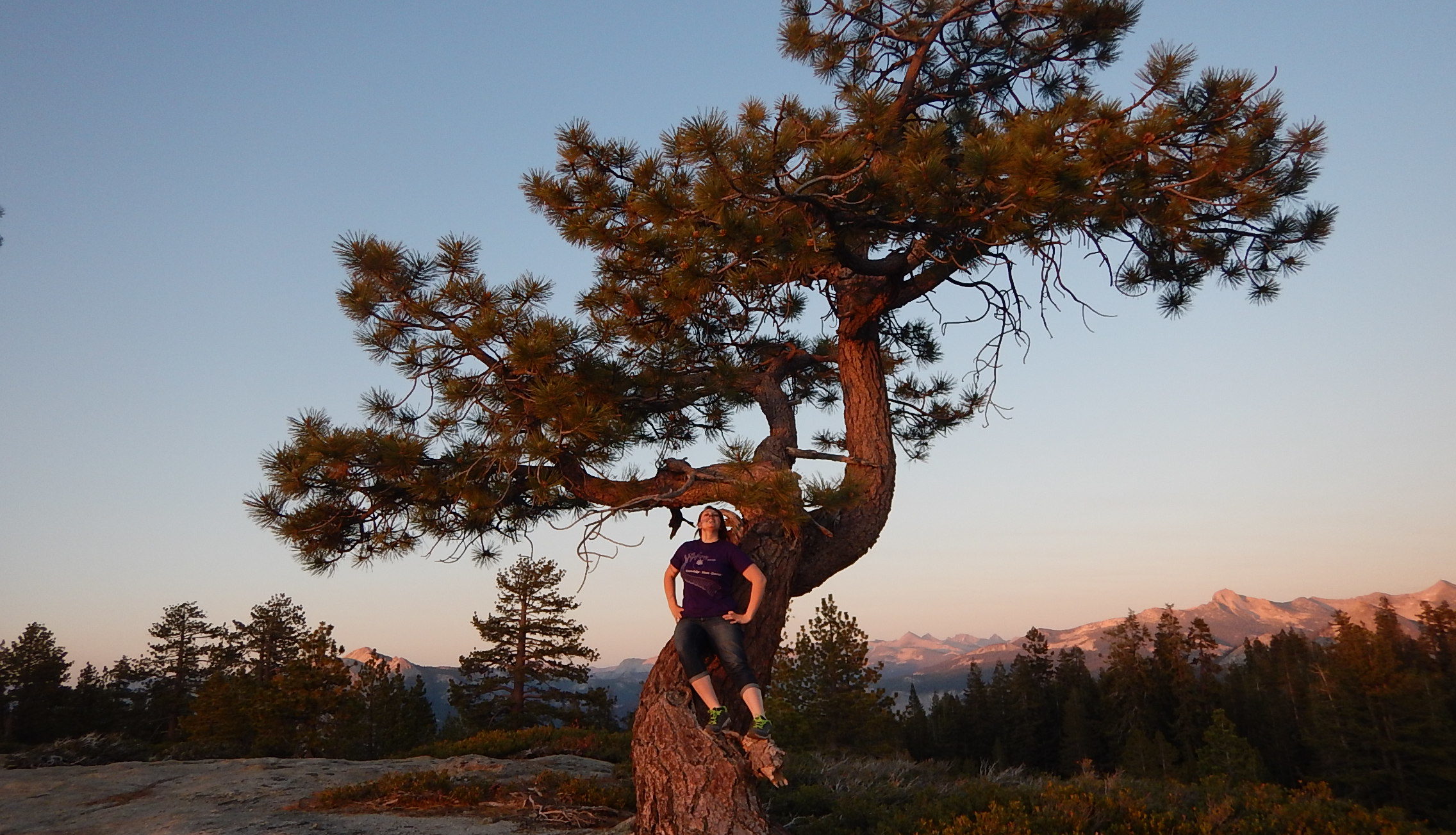 Yosemite Tree