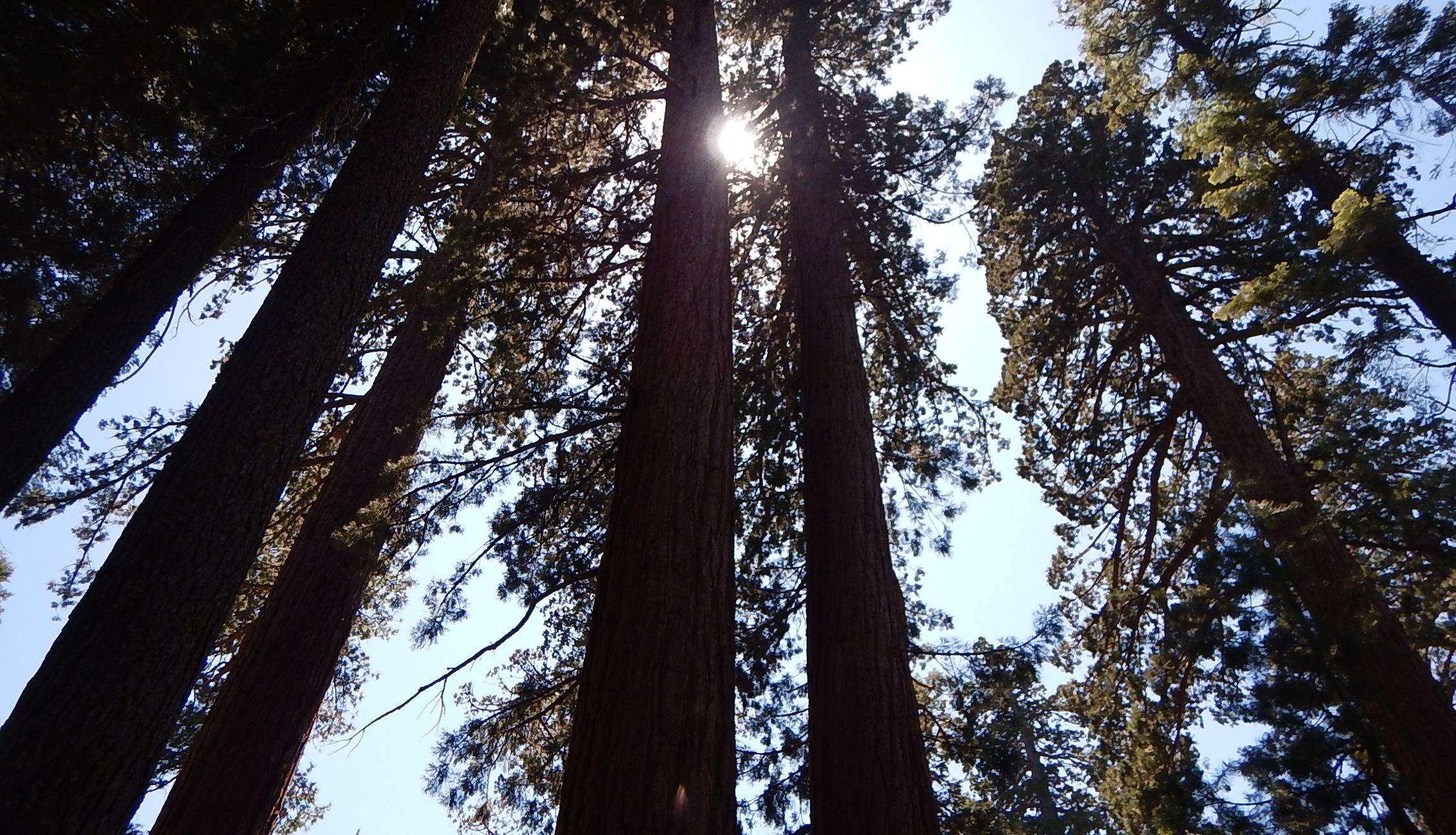 Yosemite Sequoia