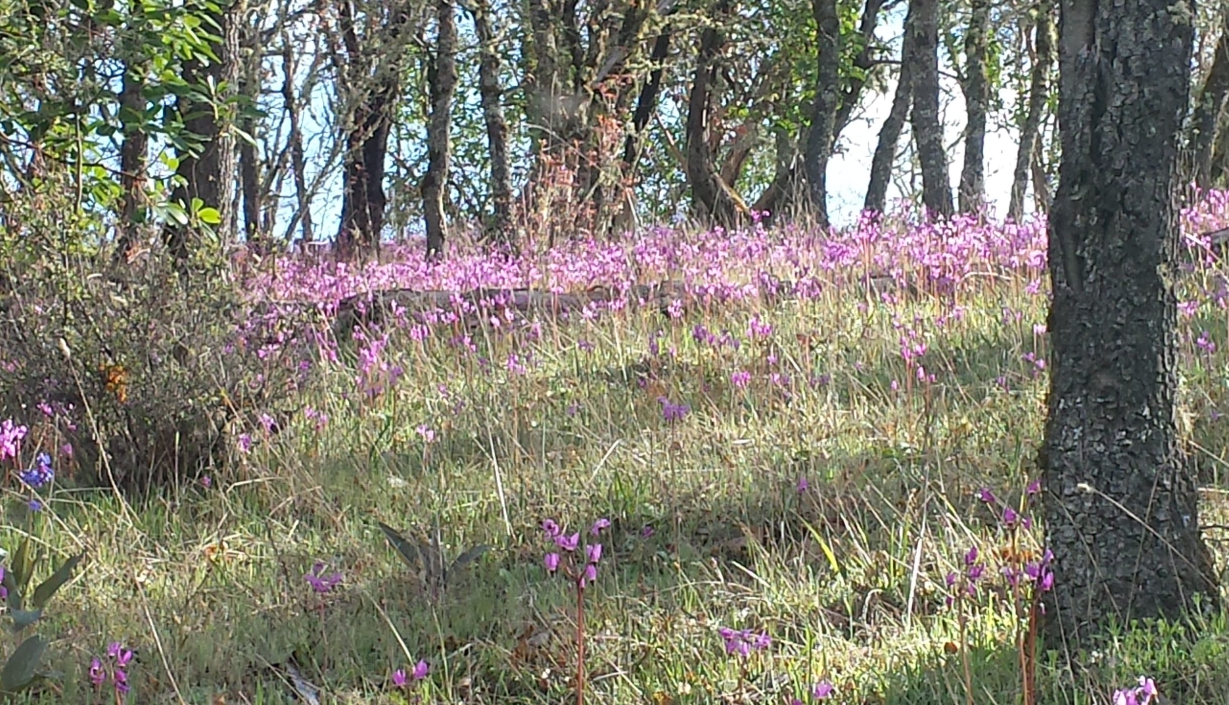 Spring Flowers on Dollar Mountain