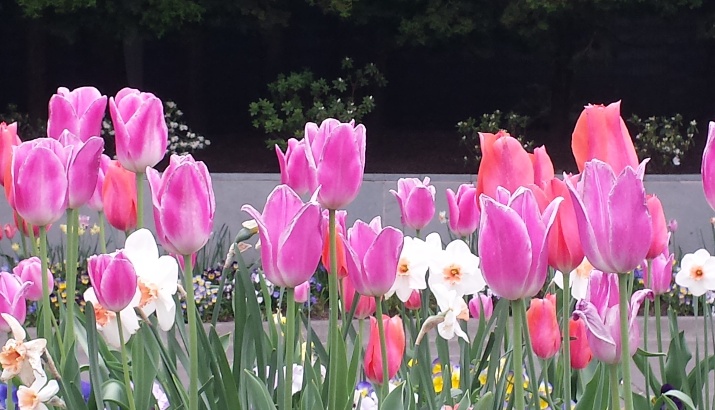 Tulips in Portland