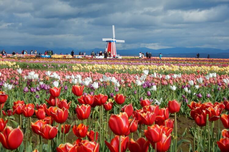 May Tulips